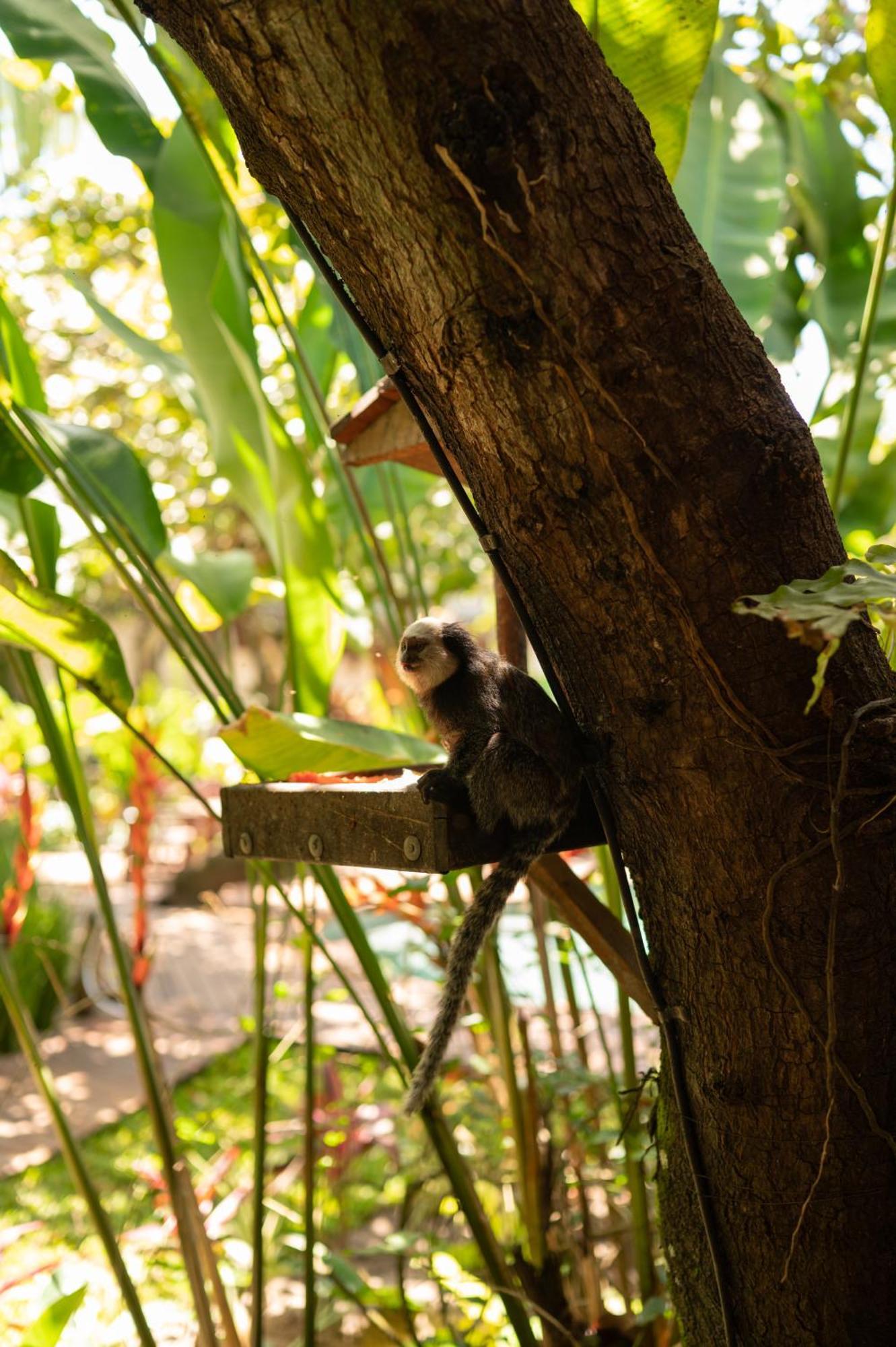 Pousada Nativa Карайва Экстерьер фото